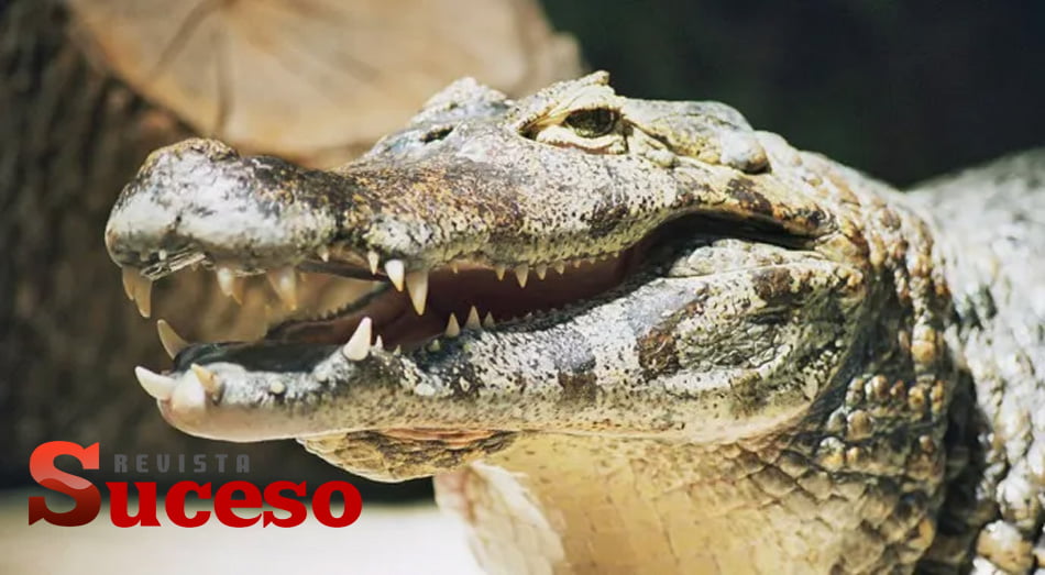 Caiman