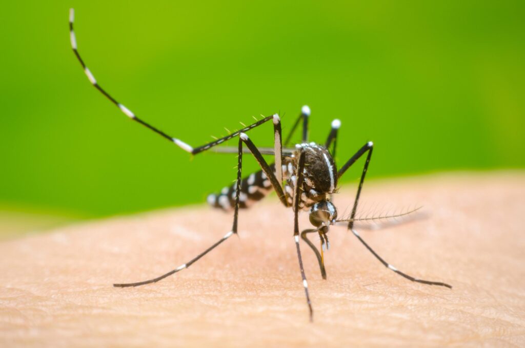 Salud Pública confirma casi mil casos de dengue  y nueve muertes